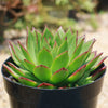 Molded Wax Agave - Echeveria agavoides &