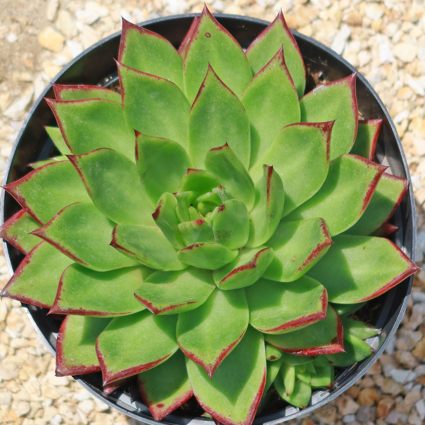 Molded Wax Agave - Echeveria agavoides 'Red Edge'