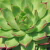 Molded Wax Agave - Echeveria agavoides &