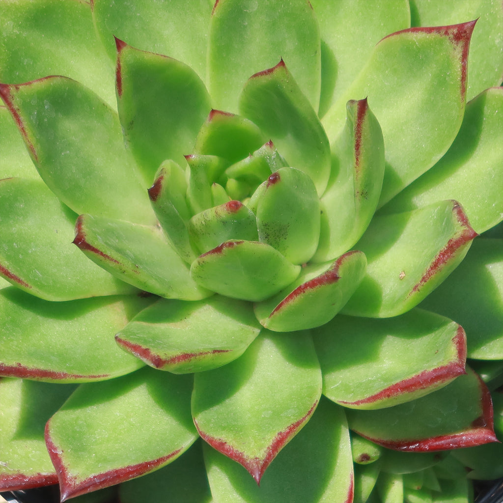 Molded Wax Agave - Echeveria agavoides &