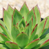 Molded Wax Agave - Echeveria agavoides &