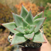 Echeveria agavoides lipstick