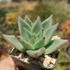 Echeveria agavoides lipstick