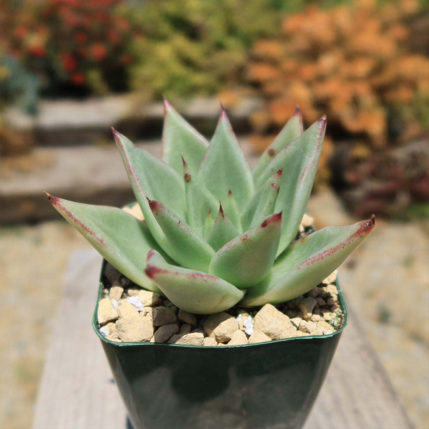 green succulent with red tips Buy Echeveria Agavoides Lipstick Plant