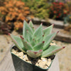 Echeveria agavoides lipstick