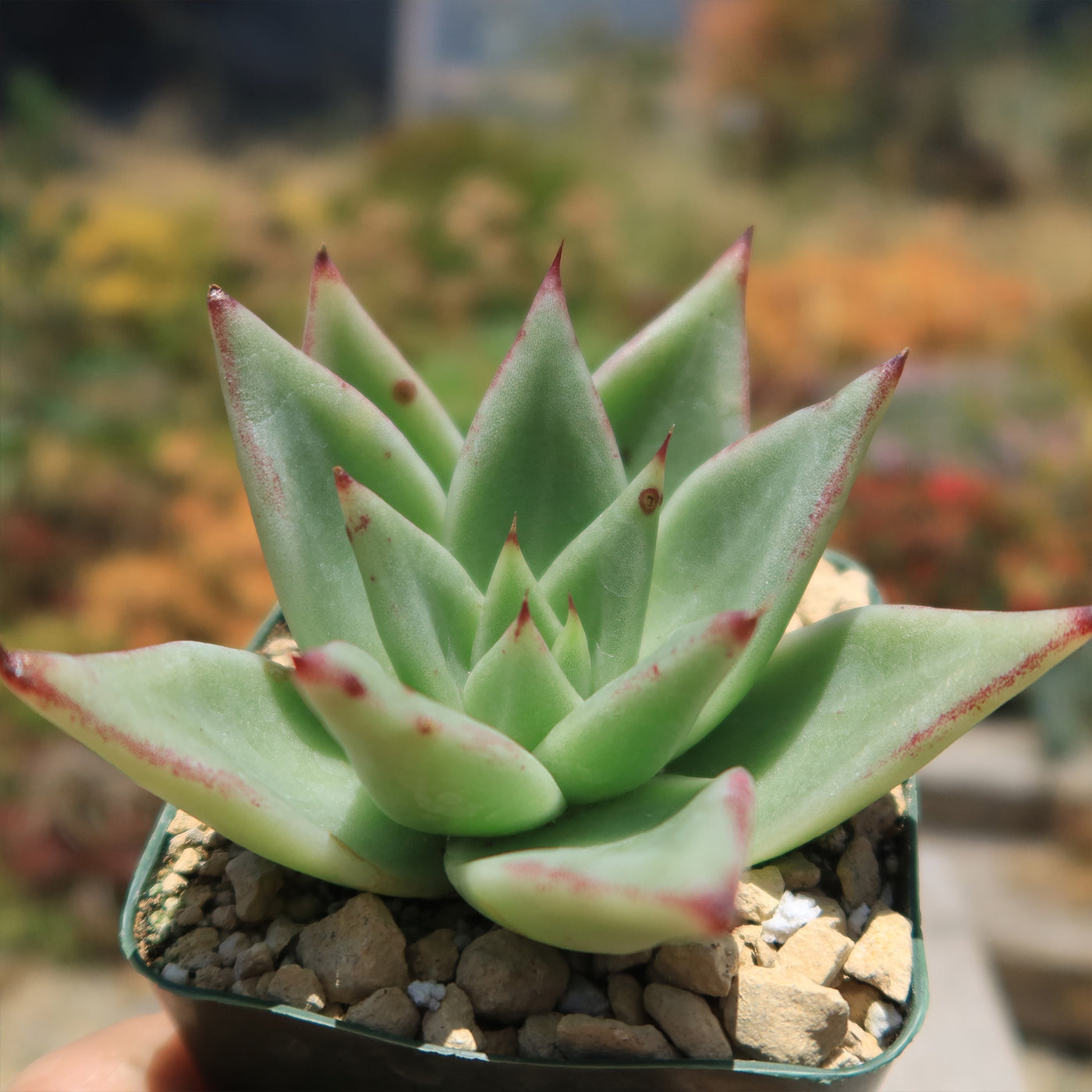 succulent lips plant Buy Echeveria Agavoides Lipstick Plant
