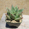 Echeveria agavoides lipstick