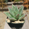 Echeveria agavoides lipstick