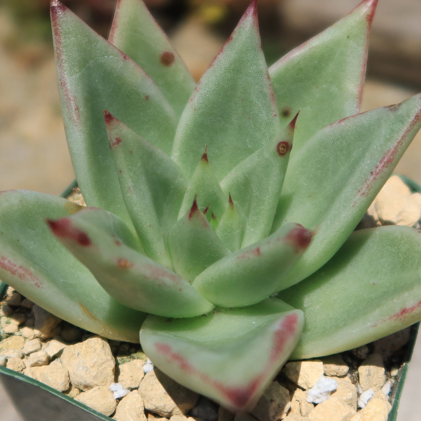 succulent lipstick plant Buy Echeveria Agavoides Lipstick Plant