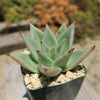 Echeveria agavoides lipstick