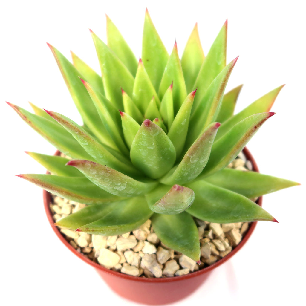 Echeveria agavoides lipstick