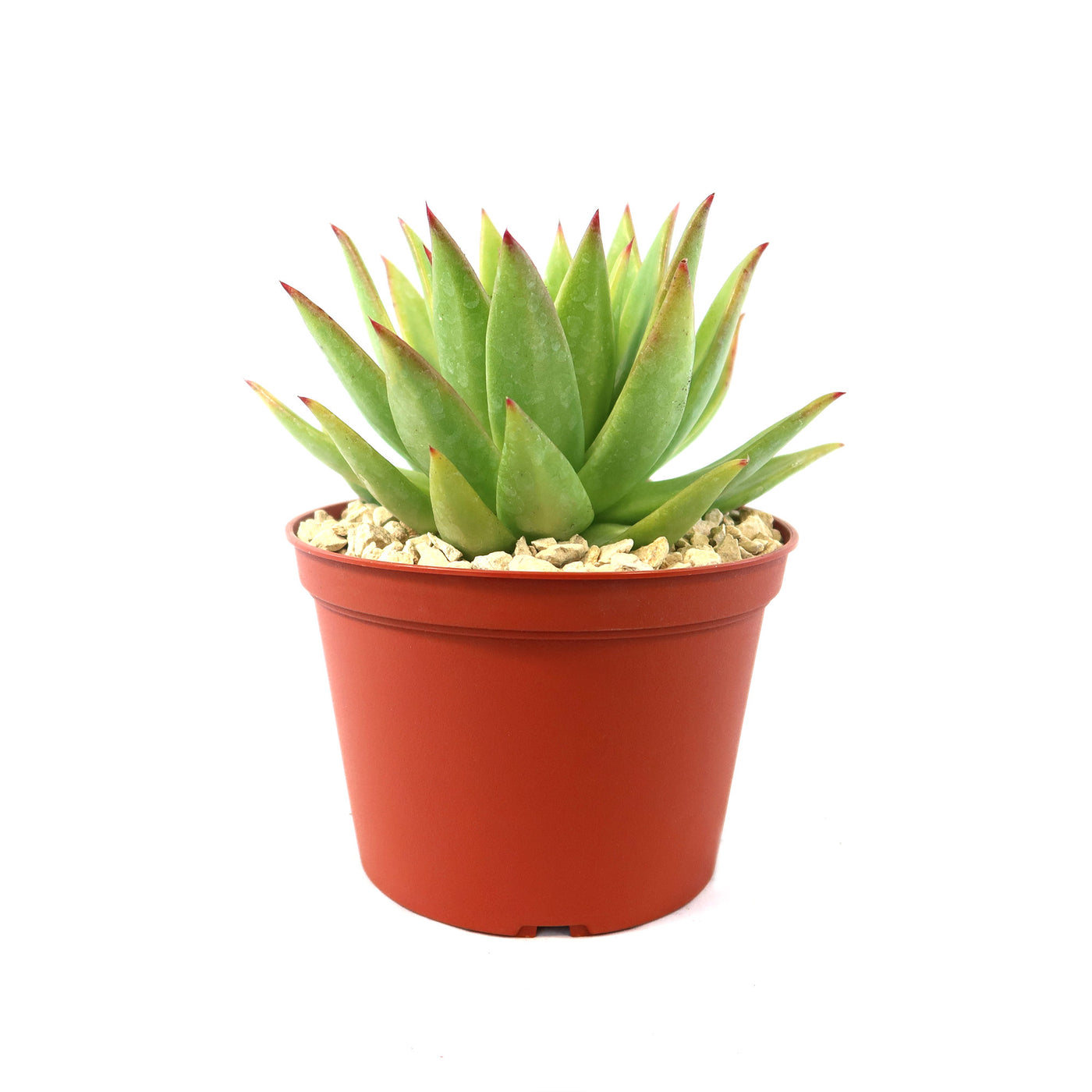 red lipstick succulent Echeveria agavoides lipstick 4" Pot