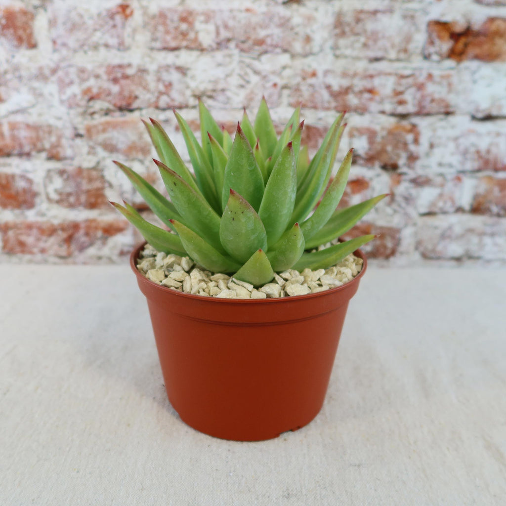 Echeveria agavoides lipstick
