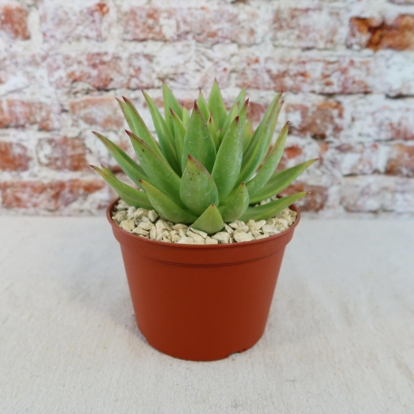 Echeveria agavoides lipstick