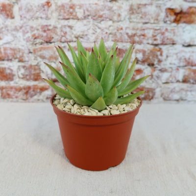 Echeveria agavoides lipstick