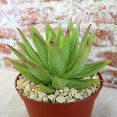 Echeveria agavoides lipstick
