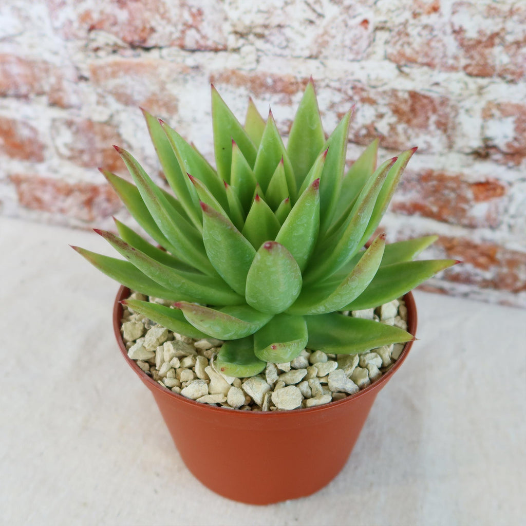 Echeveria agavoides lipstick