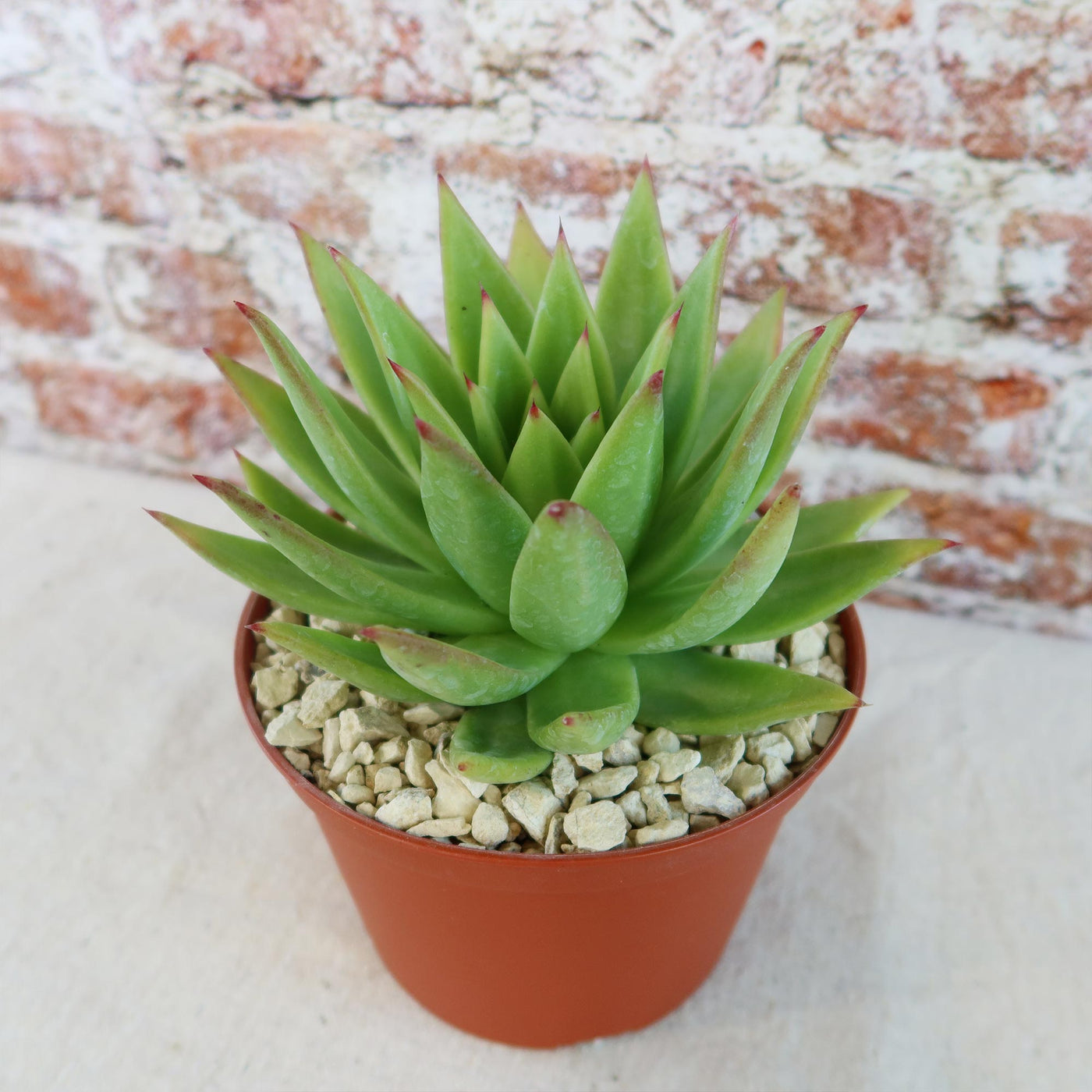 Echeveria agavoides lipstick