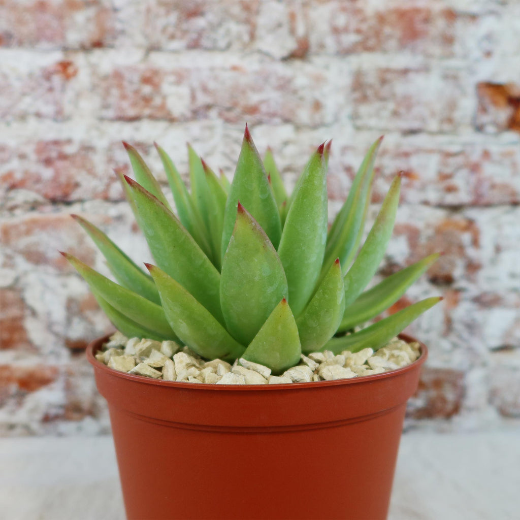 Echeveria agavoides lipstick