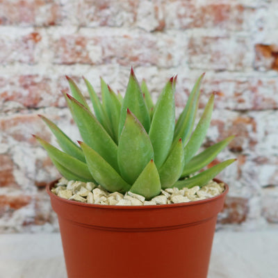 Echeveria agavoides lipstick