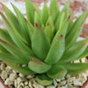 Echeveria agavoides lipstick