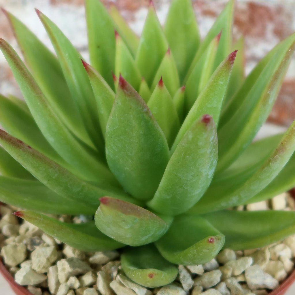 Echeveria agavoides lipstick