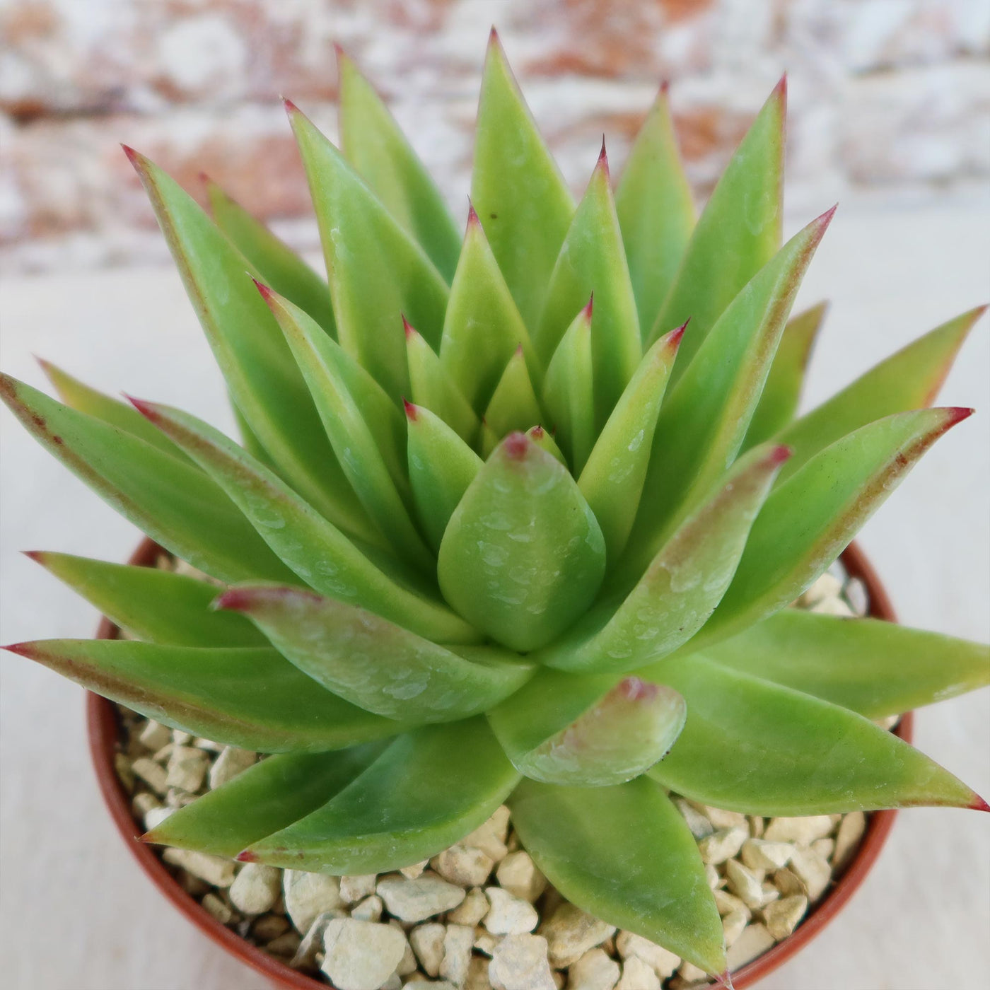 Echeveria agavoides lipstick