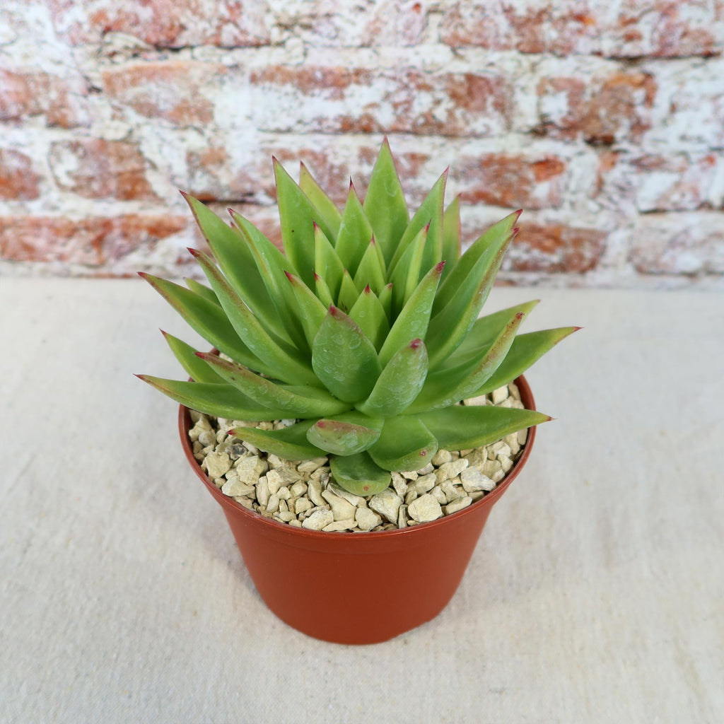 Echeveria agavoides lipstick