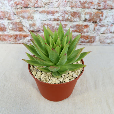 Echeveria agavoides lipstick