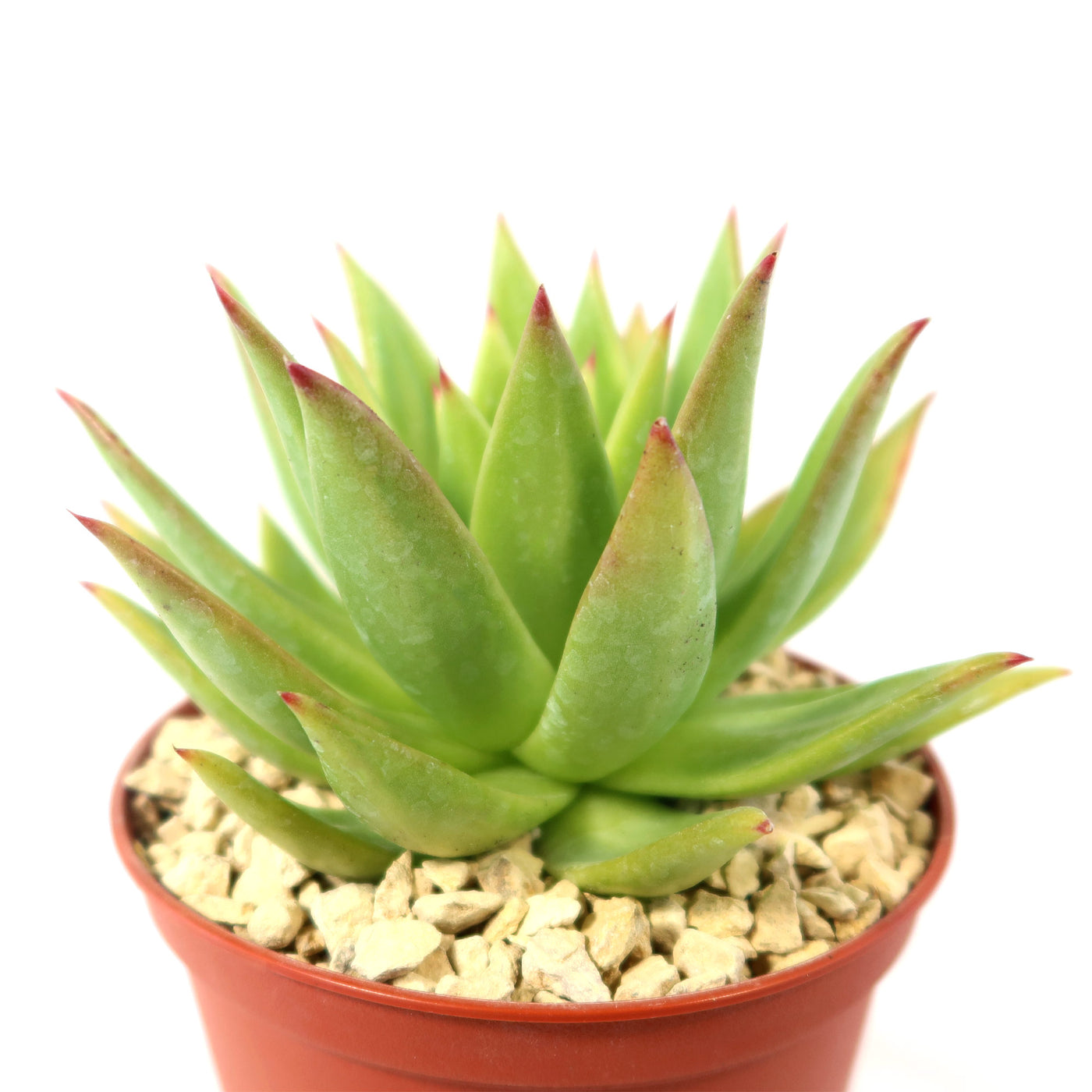 Echeveria agavoides lipstick