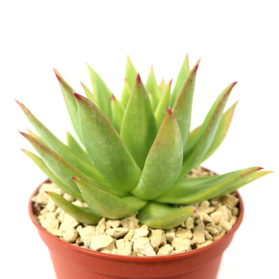 Echeveria agavoides lipstick