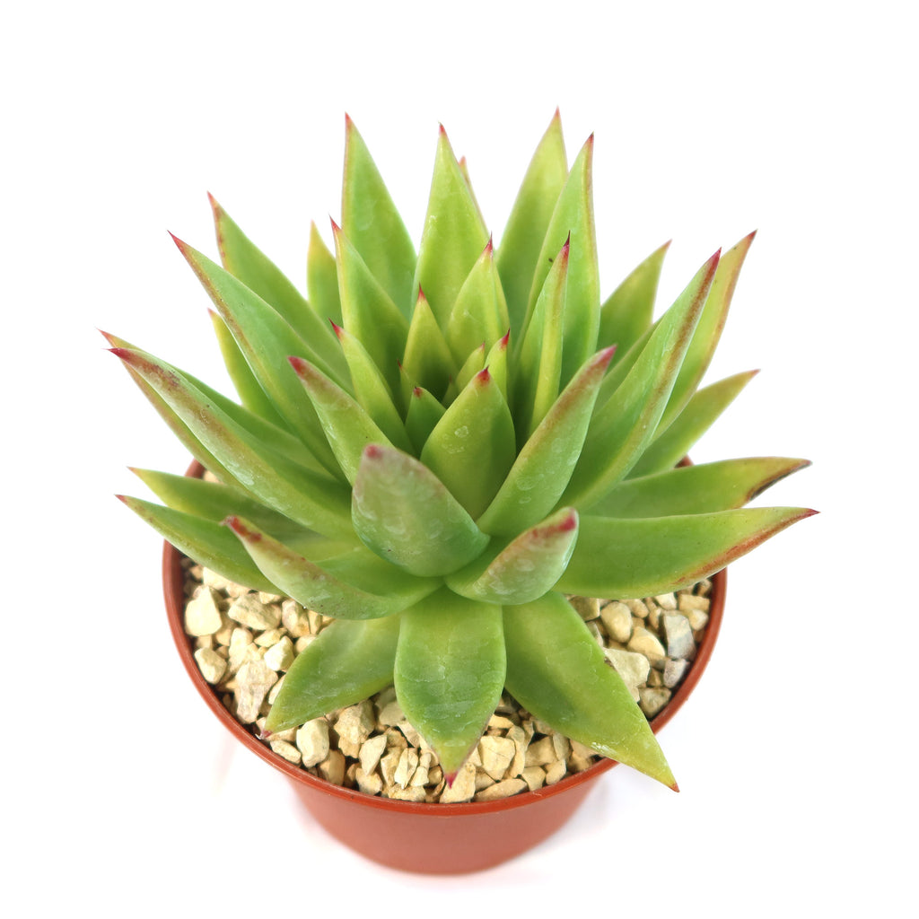 Echeveria agavoides lipstick