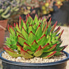 Molded Wax Agave - Echeveria agavoides &