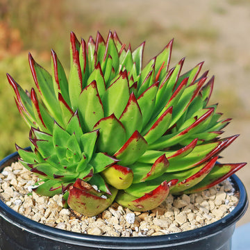 red and green succulent Molded Wax Agave