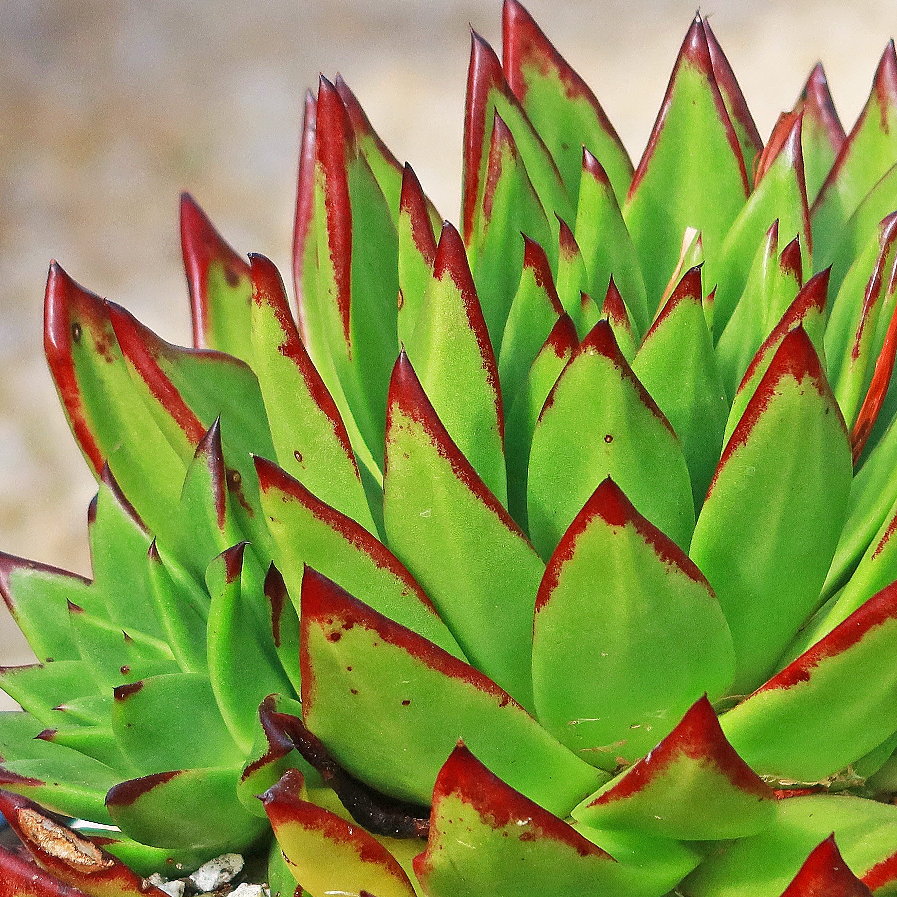 wax agave succulent Molded Wax Agave 'Echeveria agavoides' Info