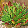 Molded Wax Agave - Echeveria agavoides &