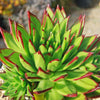 Molded Wax Agave - Echeveria agavoides &