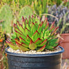 Molded Wax Agave - Echeveria agavoides &