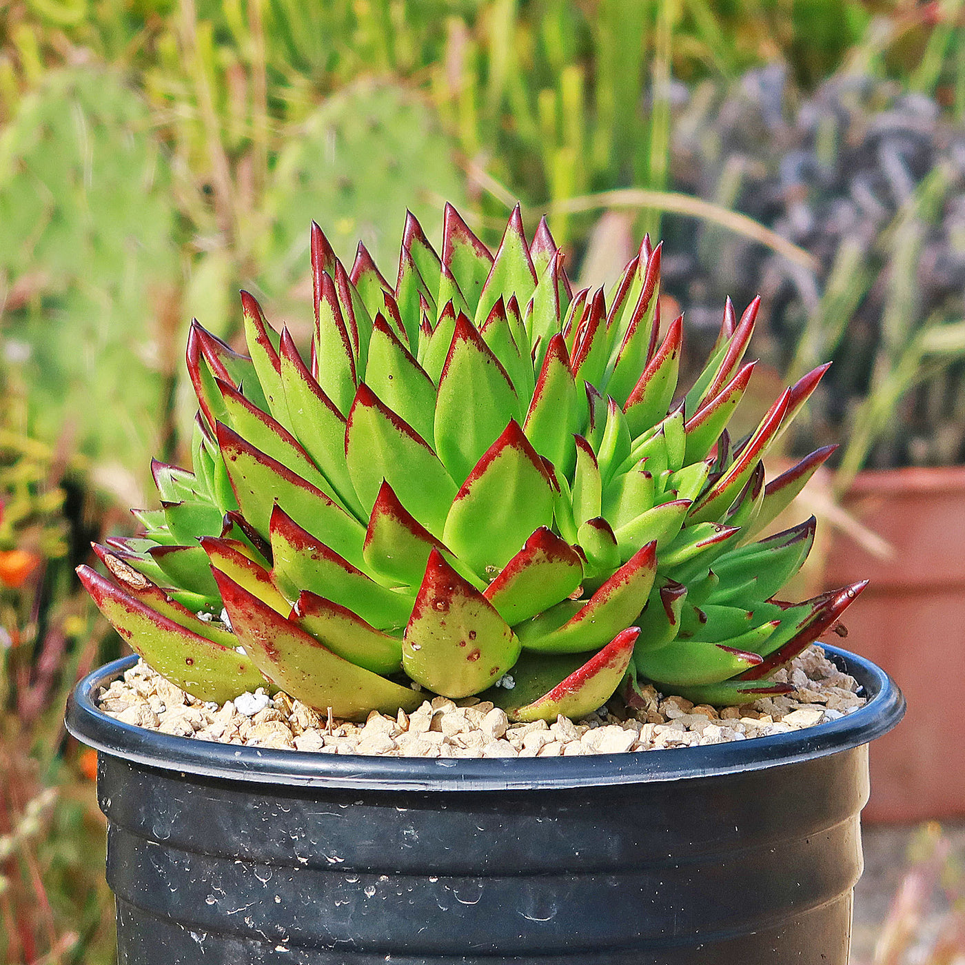 wax agave succulent care Molded Wax Agave