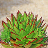 Molded Wax Agave - Echeveria agavoides &