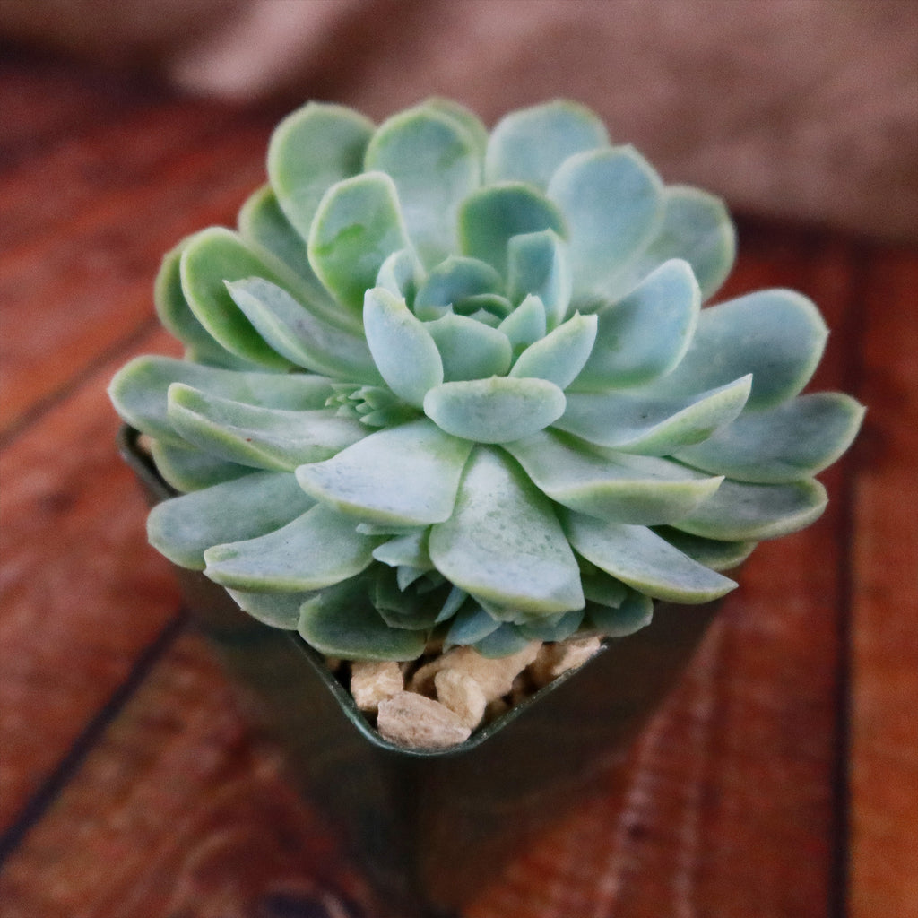 Mexican Snowball Succulent ‘Echeveria elegans’