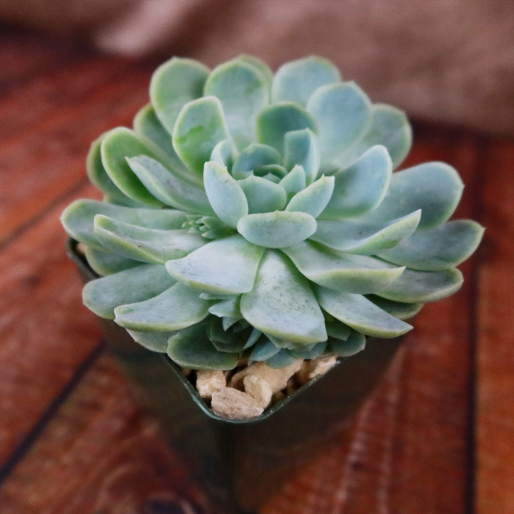 echeveria elegans succulent plants Shop 'Echeveria elegans – Mexican Snowball Succulent' Care & Info