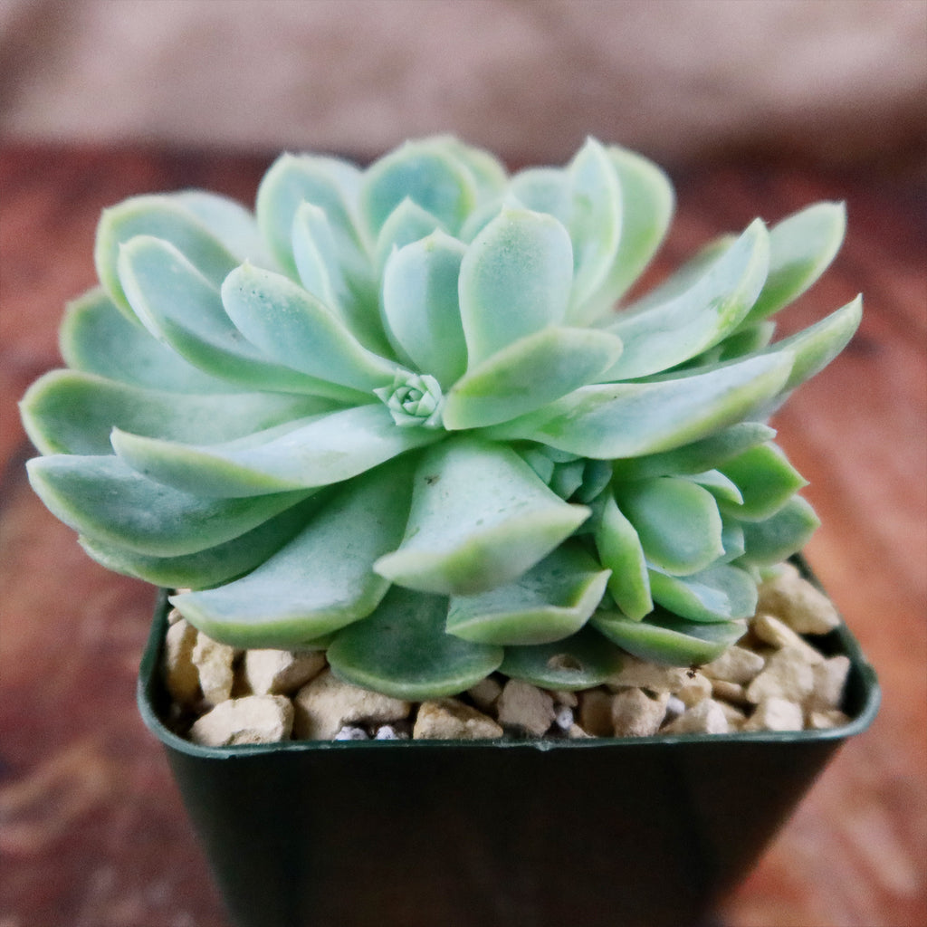 Mexican Snowball Succulent ‘Echeveria elegans’