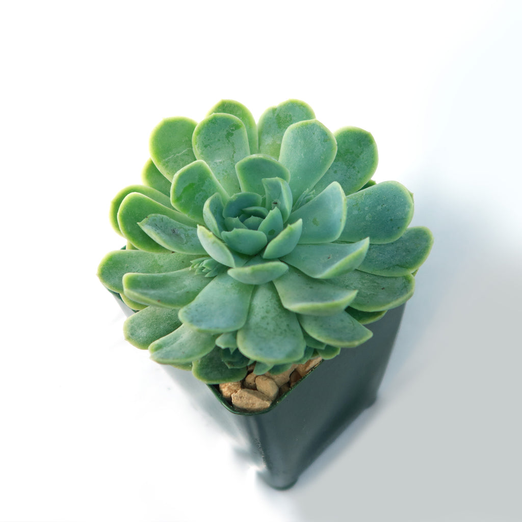 Mexican Snowball Succulent ‘Echeveria elegans’