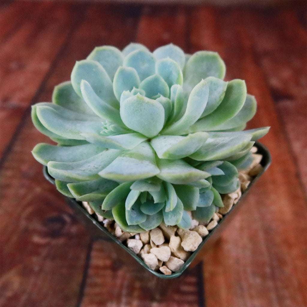 Mexican Snowball Succulent ‘Echeveria elegans’