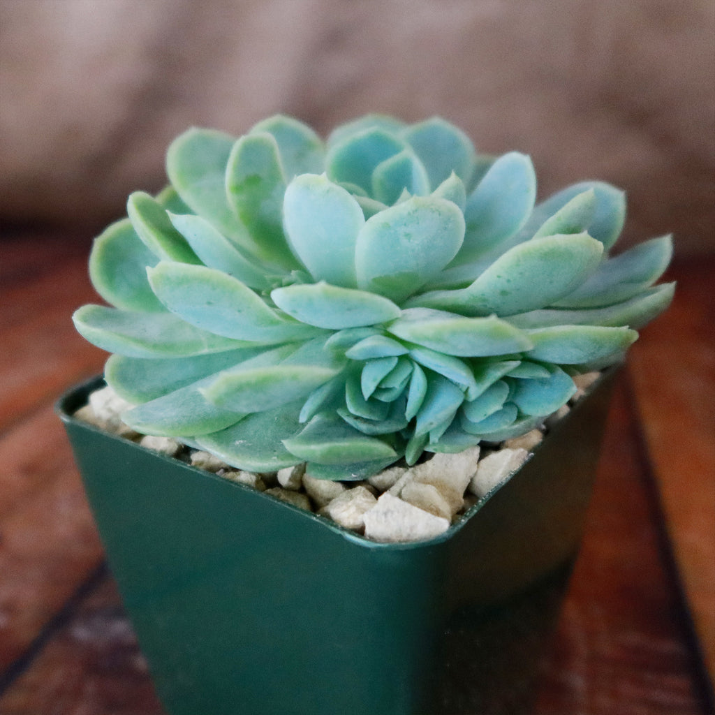 Mexican Snowball Succulent ‘Echeveria elegans’