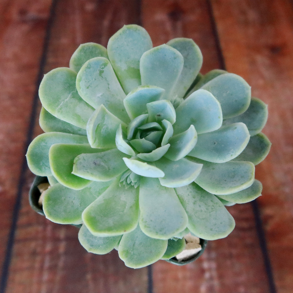 Mexican Snowball Succulent ‘Echeveria elegans’