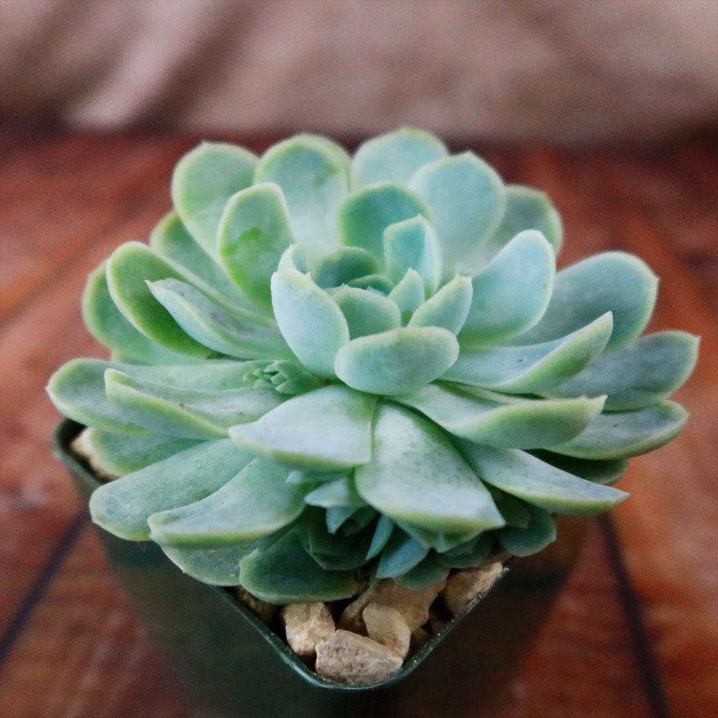 Mexican Snowball Succulent ‘Echeveria elegans’
