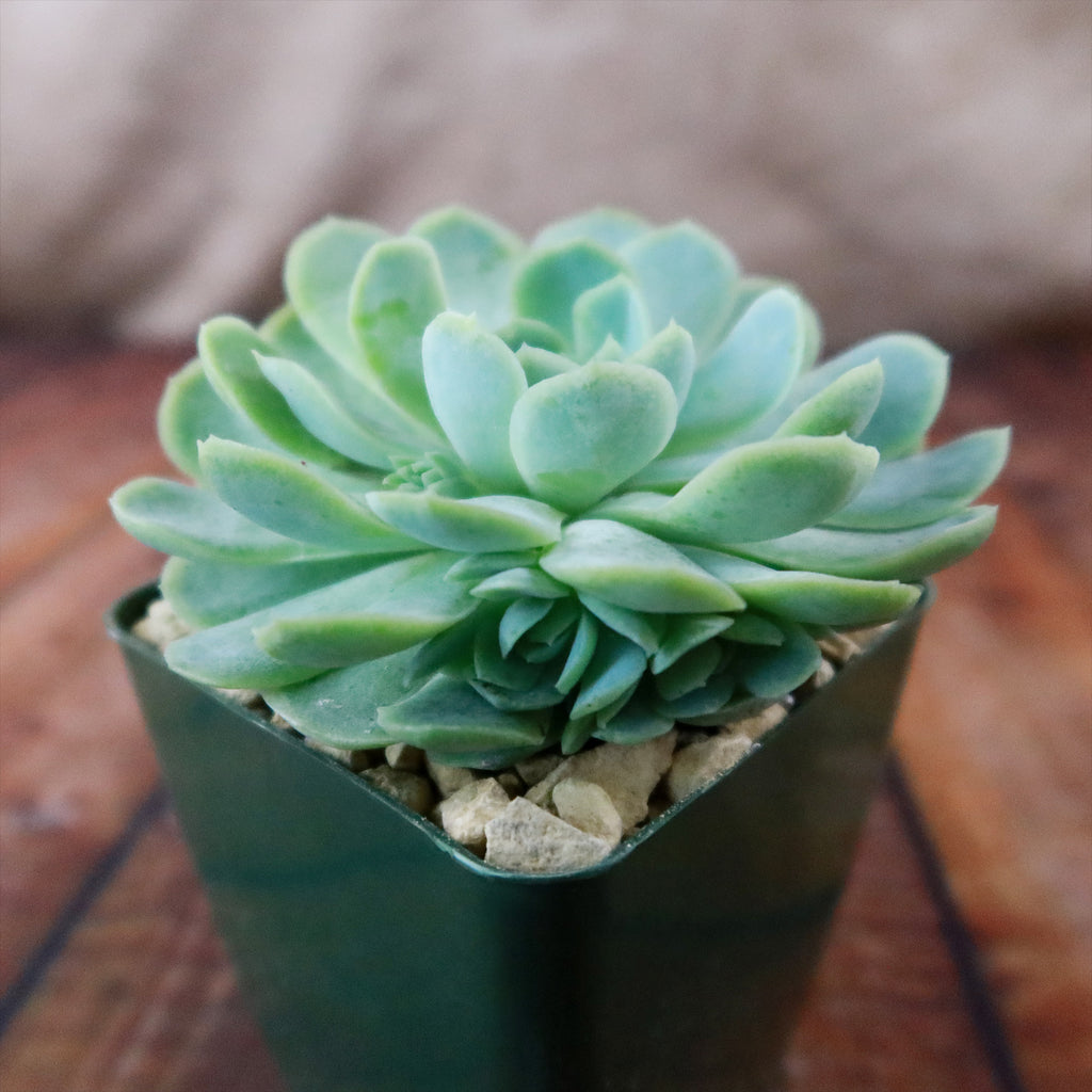 Mexican Snowball Succulent ‘Echeveria elegans’