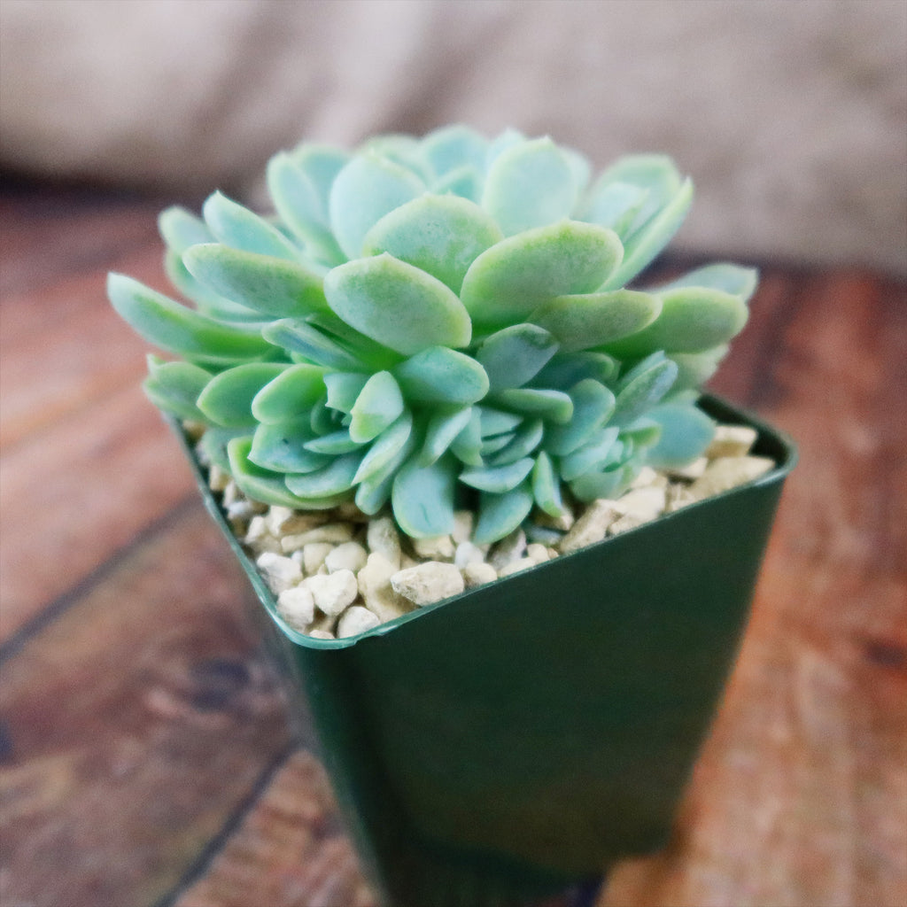 Mexican Snowball Succulent ‘Echeveria elegans’